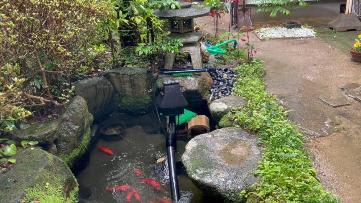 雨の日の朝、実家の庭(これが癒される)