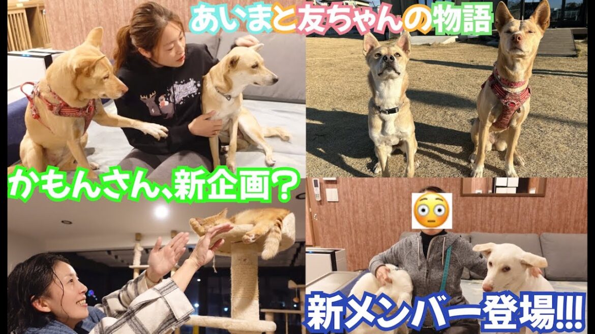 【特集】あいまのまだ知られていない魅力に迫る