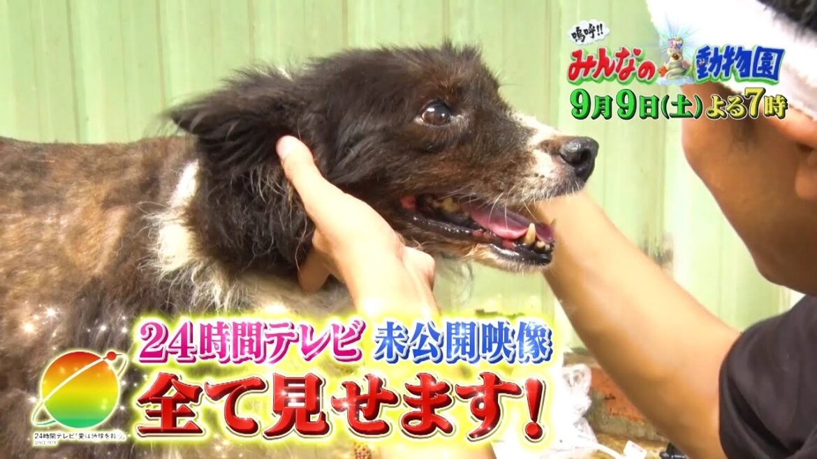 「嗚呼!!みんなの動物園」9月9日土曜よる7時放送!【相葉トリミングin台湾!24時間テレビ完全版スペシャル!】猫おじさんが保護犬トリミング初参戦!