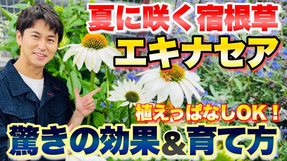 【大活躍!】暑さ寒さに強く、夏に咲いてくれる宿根草 エキナセアの魅力と育て方【ガーデニング】【園芸】