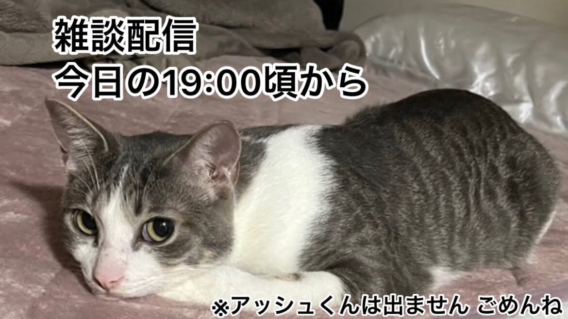 【第7回生配信】雑談配信【佐々木琴子】