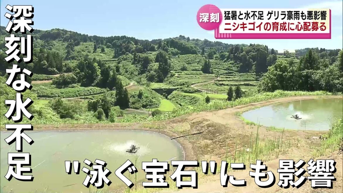 【深刻な水不足】新潟が誇る“泳ぐ宝石” 「錦鯉」の育成に心配募る ゲリラ豪雨も悪影響 猛暑と水不足の影響広がる