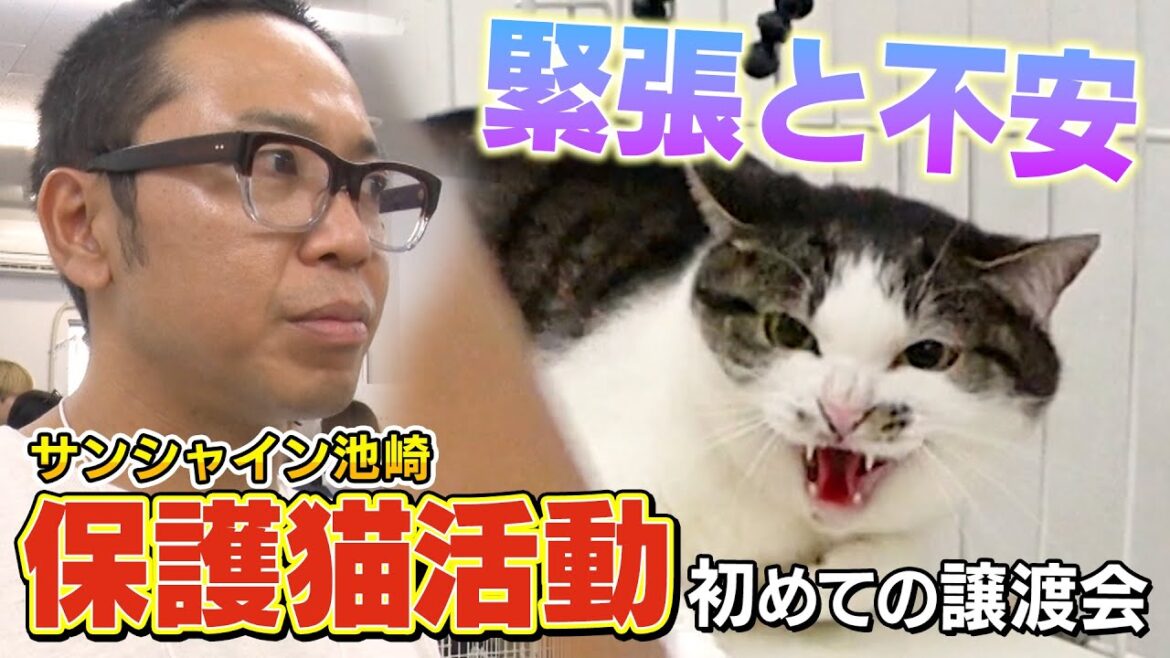 【保護猫活動】新しい飼い主さんと出会えるか?いよいよ不安と緊張の譲渡会!【サンシャイン池崎とのりしお】
