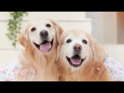 開封&あーちゃんの現状と皆さまへの感謝のご報告LIVE