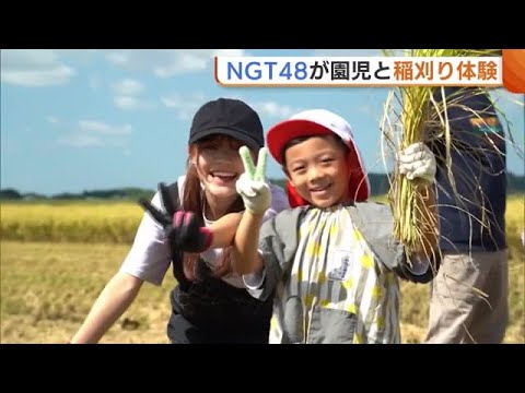 【NGT48】8月卒業の中井りかさん・地元園児と稲刈り体験!メンバー自らコンバインにも挑戦【新潟】