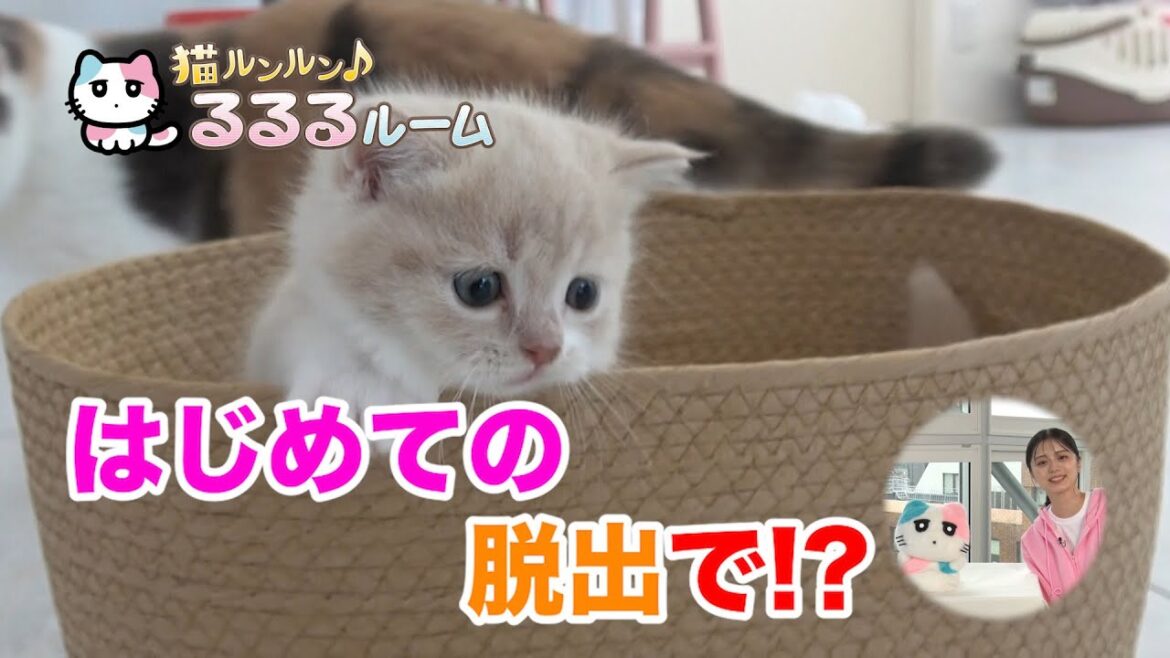 かわいい子猫大集合!ドキドキはじめて体験に大爆笑 猫ルンルン♪るるるルーム るるる 紺野彩夏【公式】
