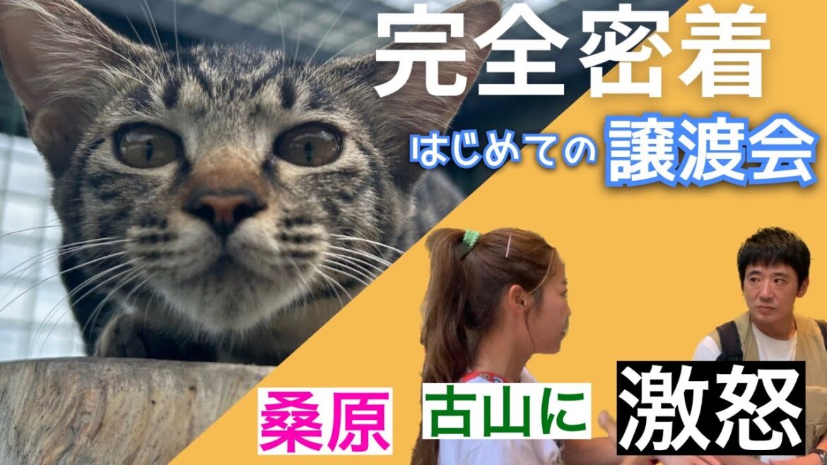 【初の譲渡会】子猫達に密着!桑原が古山に怒った理由とは?