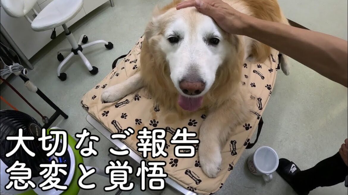 【大切なご報告】あーちゃんの急変そして覚悟 〔概要欄メッセージあります〕