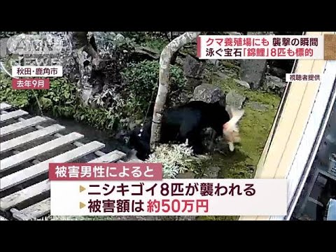 襲撃の瞬間 クマが養殖場にも 泳ぐ宝石「錦鯉」8匹も標的(2023年10月26日)