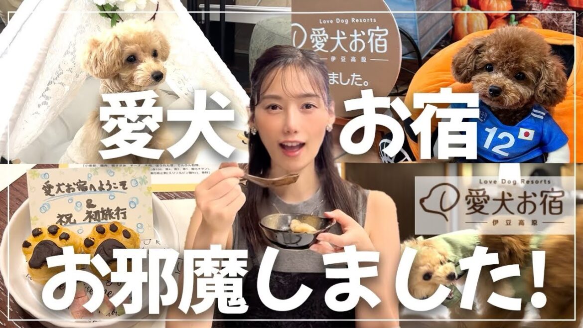 犬連れ必見!大人気の愛犬お宿が凄かった!