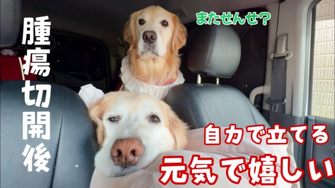 【癌との闘い】自力で立てる!今日は少しだけ元気で嬉しい日