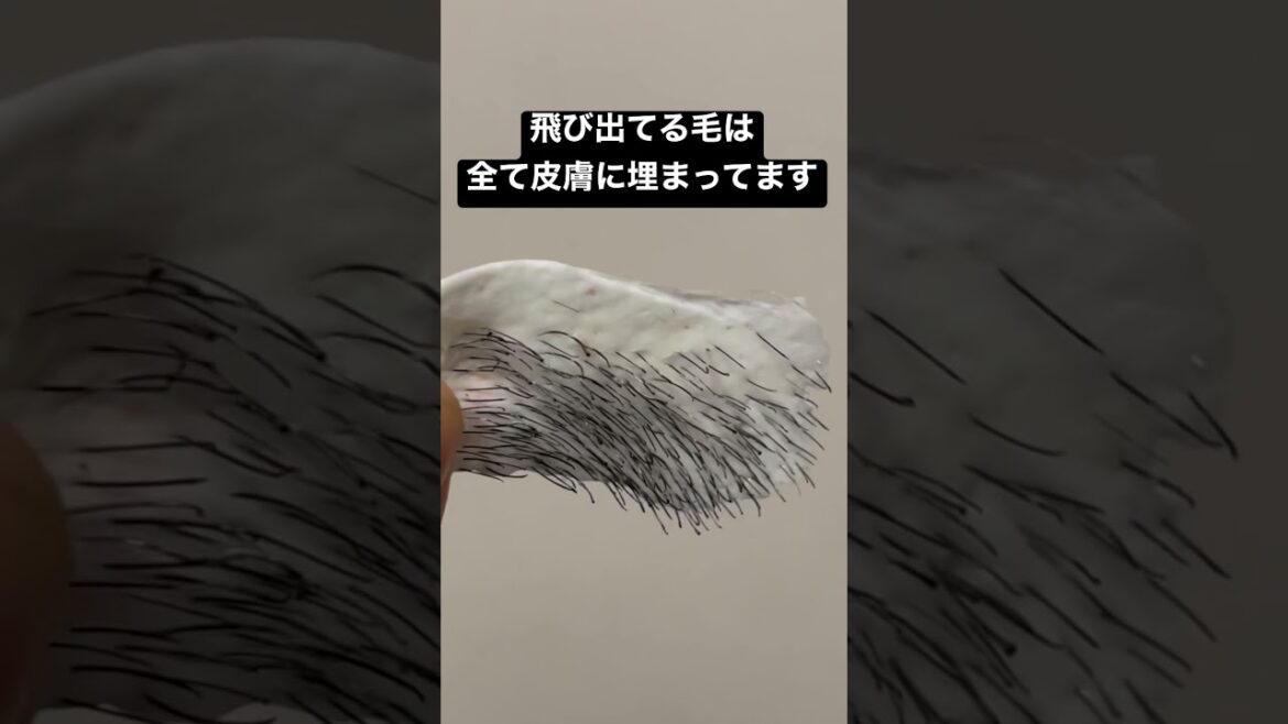 これが青髭の正体 #shorts