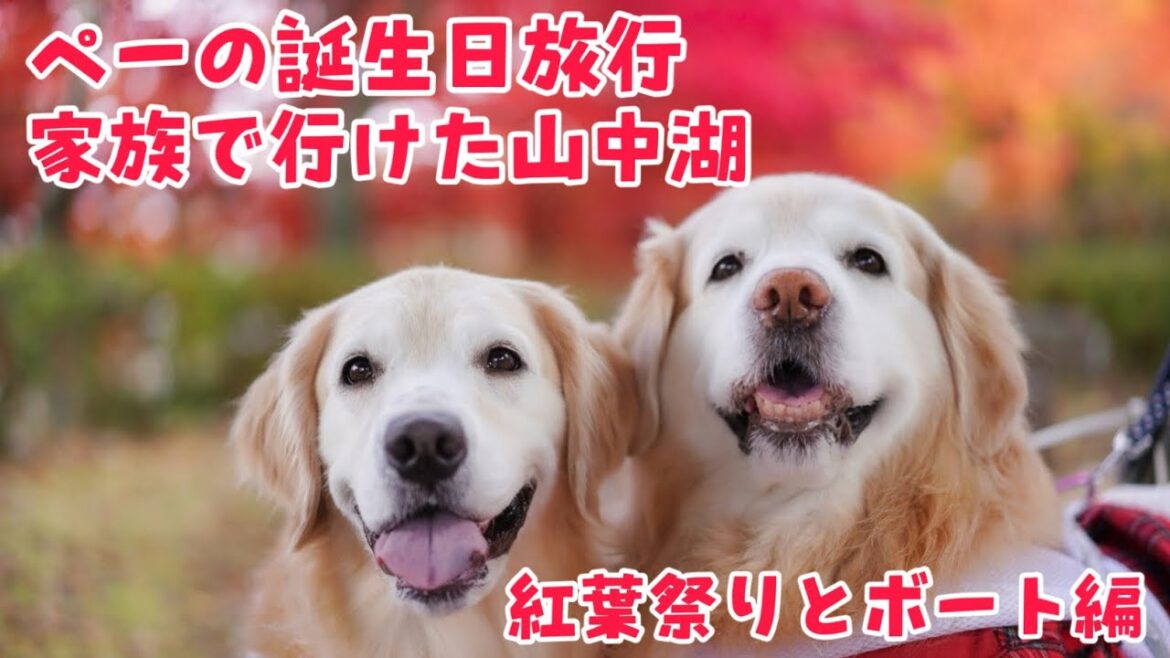 【祝8歳】ぺーさん誕生日おめでとう旅行【山中湖紅葉祭りとボート編】