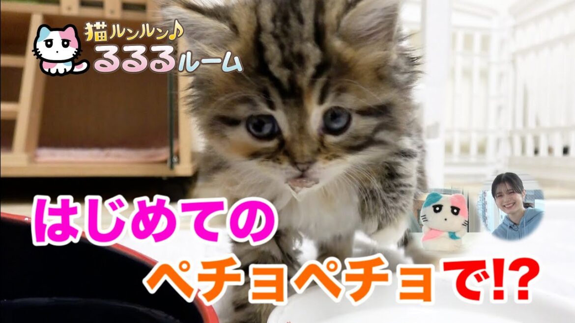 かわいい子猫大集合!ドキドキはじめて体験に大爆笑 猫ルンルン♪るるるルーム るるる 紺野彩夏【公式】