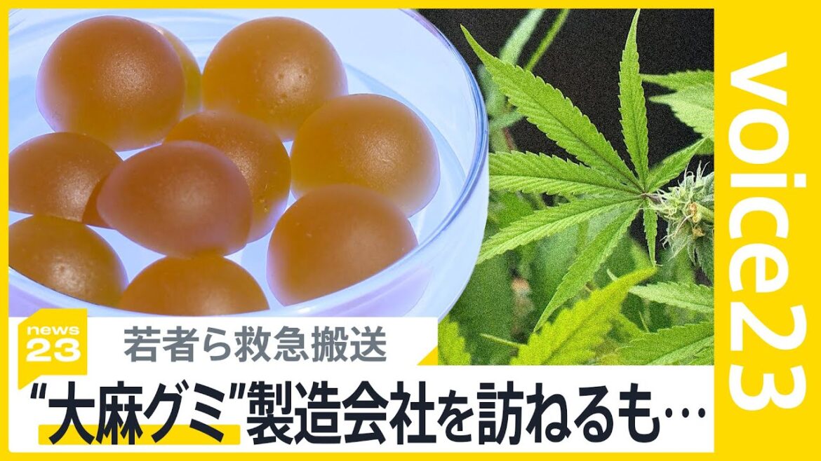 “大麻グミ”食べておう吐・めまい 若者ら救急搬送 街中・ネットで入手可能な実態も規制いたちごっこ【news23】|TBS NEWS DIG