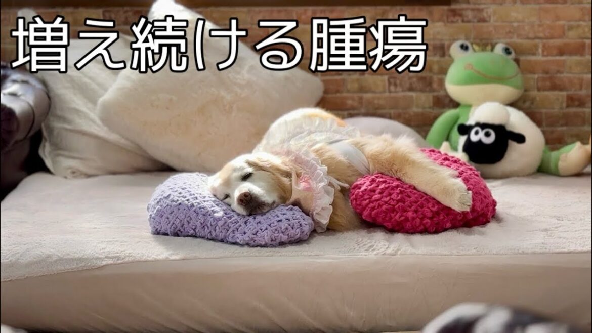 【癌との闘い】無数に増え続けるアイツ 誕生日最終回