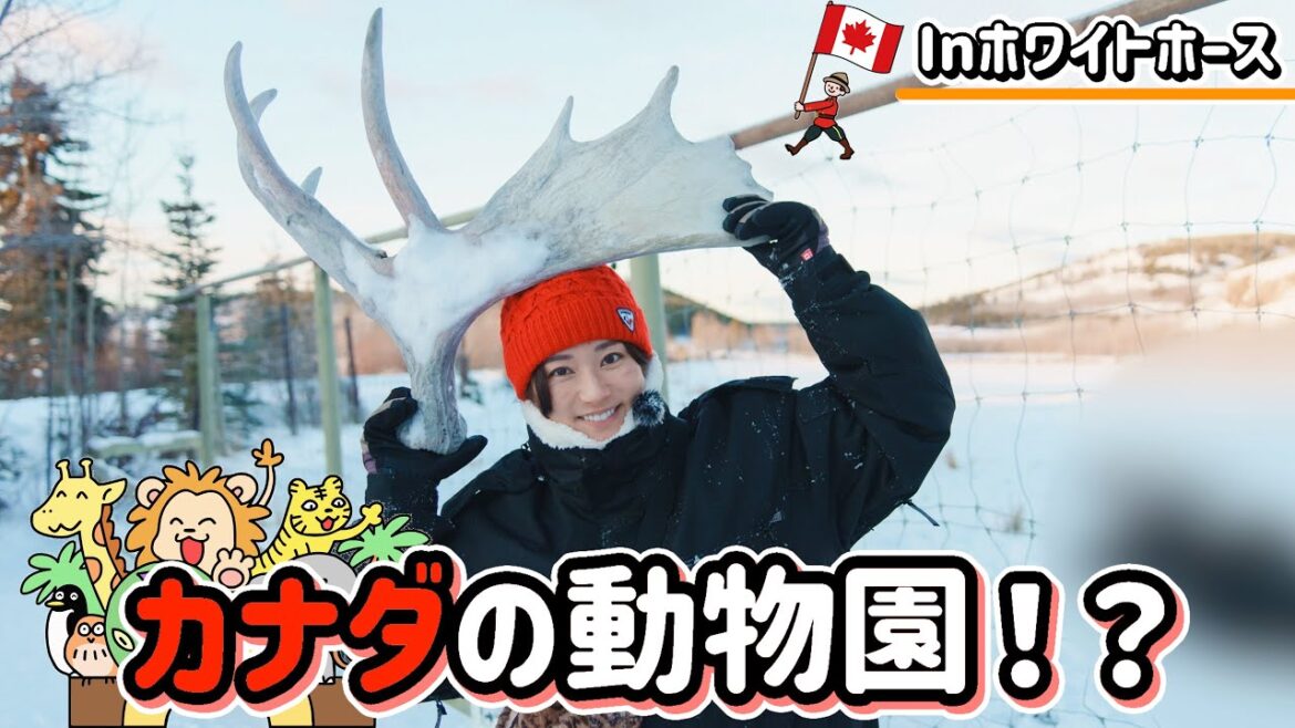 【カナダ】野生動物大満喫【ユーコン野性動物保護区】