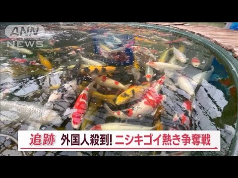泳ぐ宝石「ニシキゴイ」 競り市に外国人殺到 “1匹1100万円”も…熱き争奪戦【Jの追跡】(2023年12月2日)