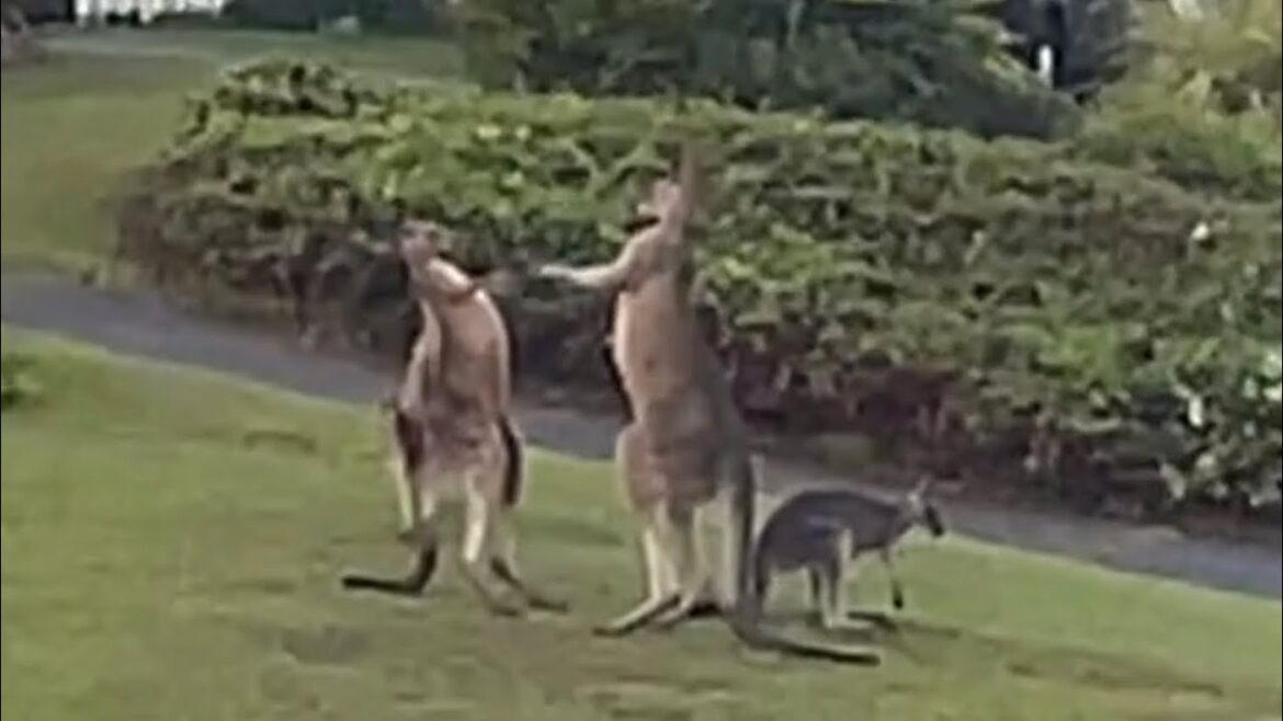 【ワーホリ🇦🇺】カンガルーがゴリゴリ喧嘩しばいてた金曜日😀