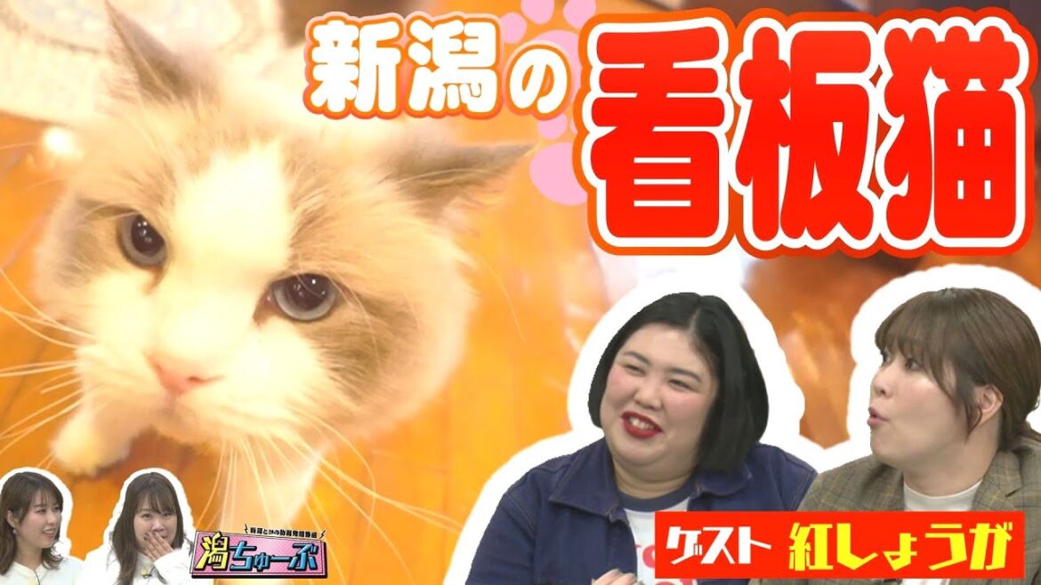 【㊗The W優勝】女芸人No.1『紅しょうが』と見る会いに行ける新潟の看板猫スペシャル▽新潟県民は関西を知らない問題▽NGT48真下華穂さんが憧れの輸入車販売員のお仕事を調査【潟ちゅーぶ】