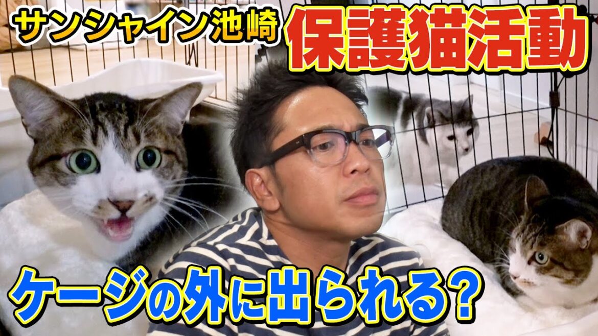 【猫おじさん】サンシャイン池崎さんの家に来た新入り佐吉が遂にケージの外へ!【保護猫活動】