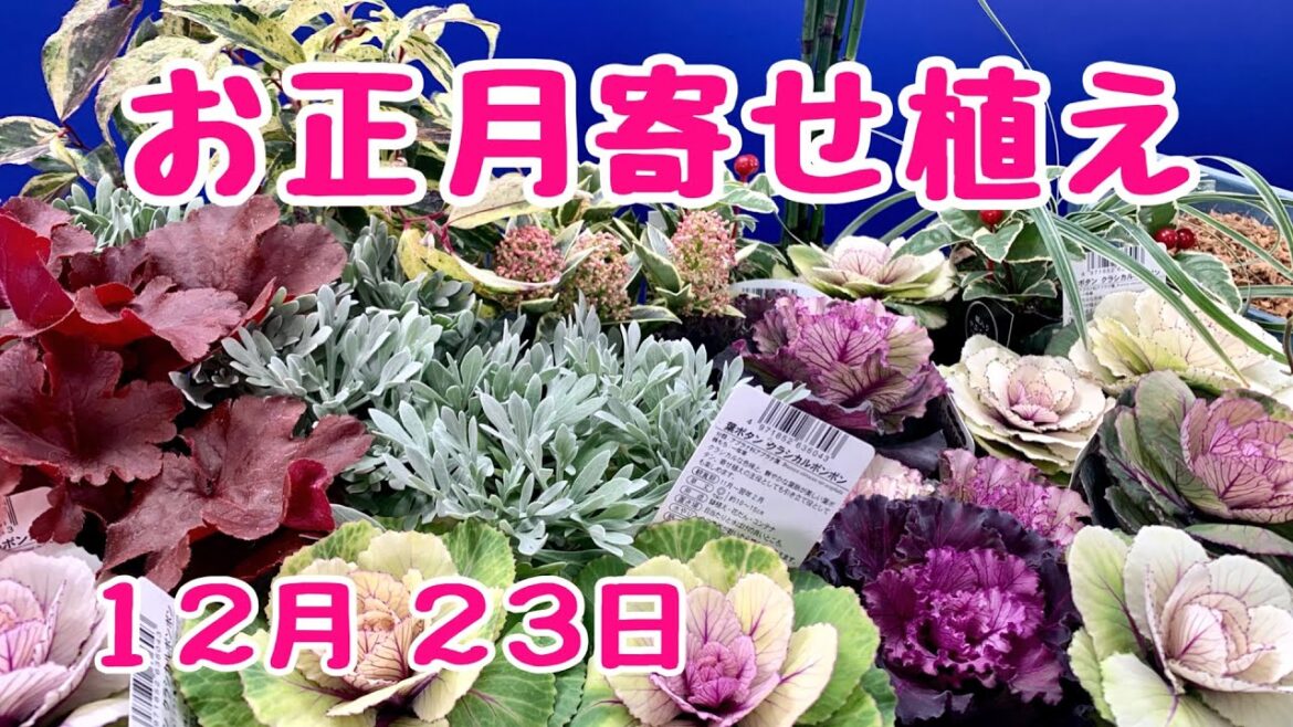#正月寄せ植え マンションの玄関に #葉牡丹 #寄せ植え #ギャザリング #プランツギャザリング 2023年12月20日