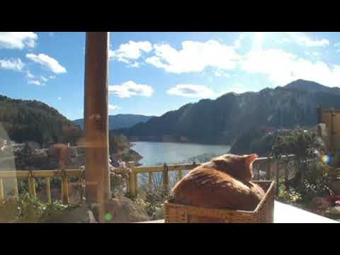 【見逃し配信】笑える泣ける動物スクープ100連発12月28日<犬/赤ちゃん/猫/再放送>2023年12月28日放送分 FULL