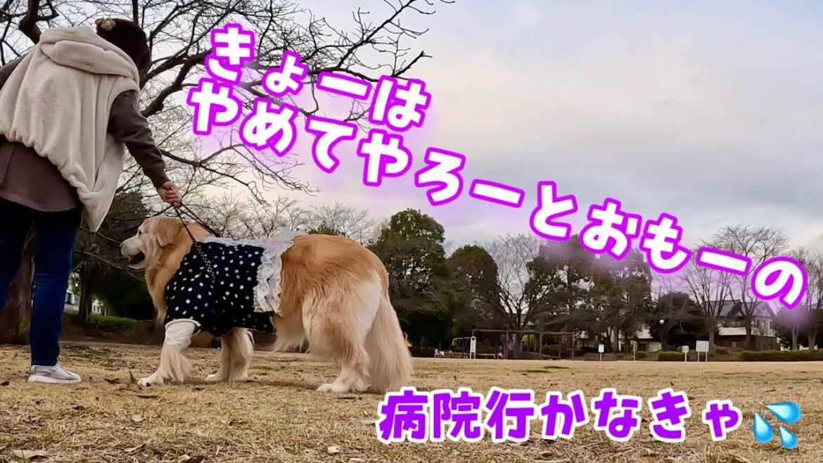 【癌との闘い】やめてやろーとおもーのなあーちゃん【懐かしい光景が蘇る】