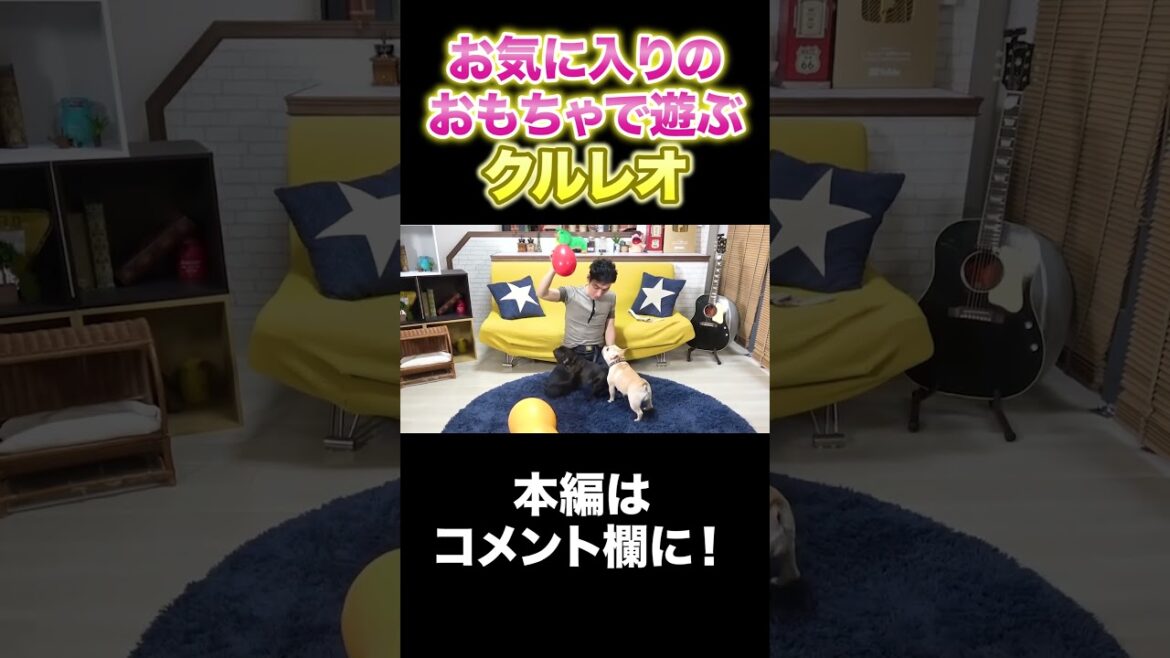 おもちゃに大興奮!?のクルミとレオン! #Shorts #草彅剛 #フレブル