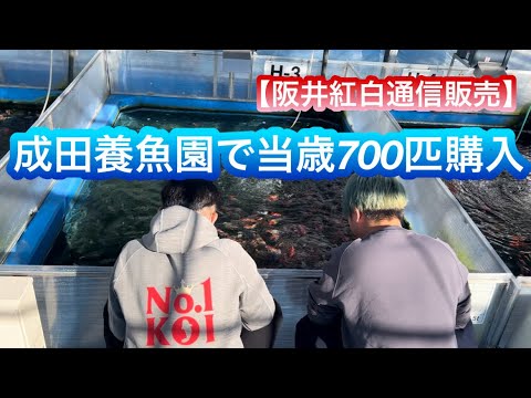 【遼河鯉庵】 成田養魚園で500万円の買い物をしました!!