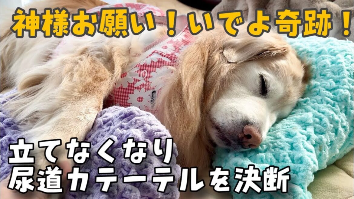 【癌と腎障害との闘い】立てなくなってしまったあーちゃんの底力 いでよ奇跡!