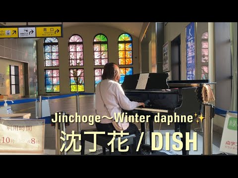 【StreetPiano】沈丁花 (Short ver.)/ DISH〜「二月の勝者」桜をbackに🌱 #受験生応援 #fightsong