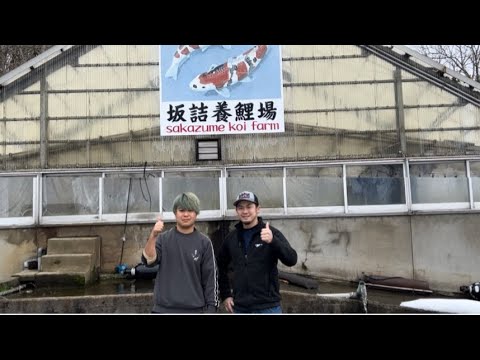 【遼河鯉庵】 坂詰養鯉場で極上錦鯉を格安で仕入れられたので超お値打ちに通信販売します!(新潟編)