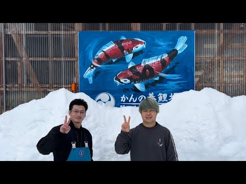 【遼河鯉庵】 かんの養鯉場に行って全国品評会用の五色を仕入れてきたので通信販売します。(新潟編完結)