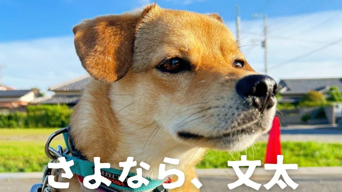 【さよなら文太】1年3ヶ月の思い出