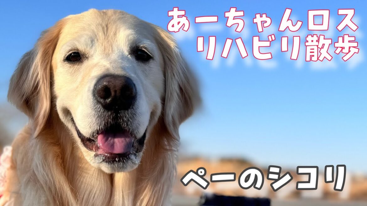 【ペーのシコリの正体】あーちゃんロスリハビリ散歩がとてつもなく暗くてボツ動画レベルでした