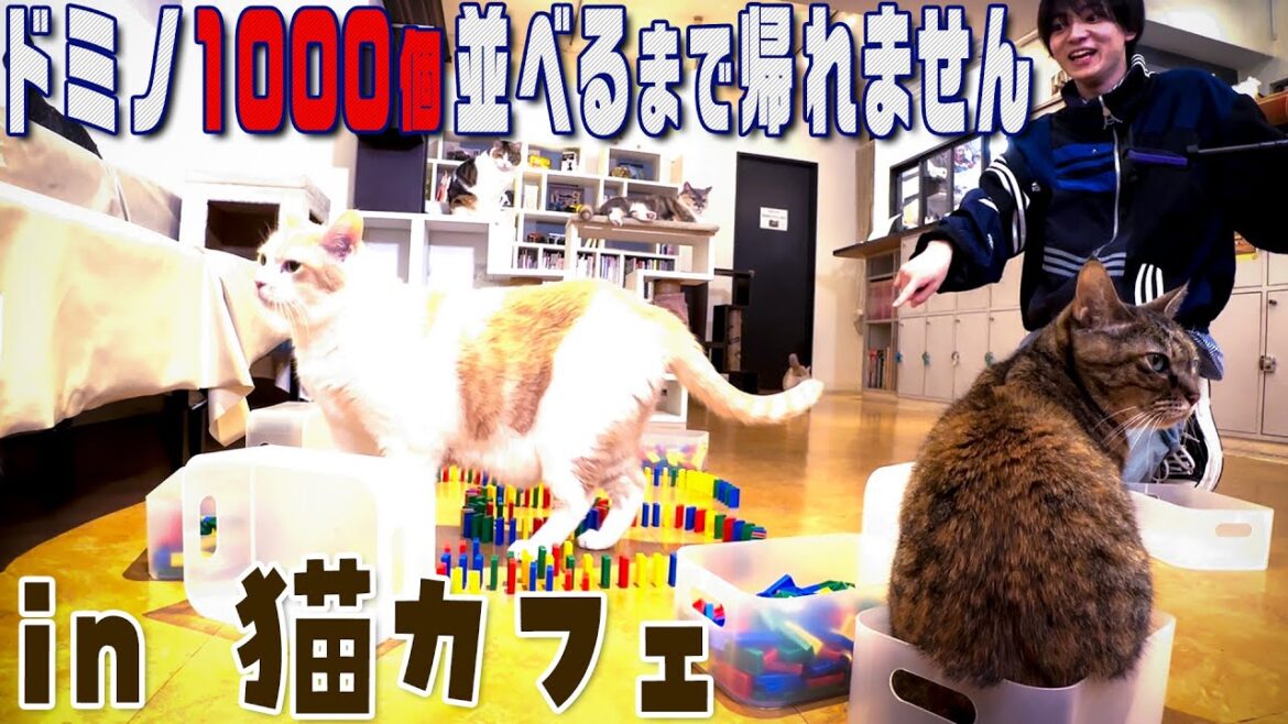 Lil かんさい【猫カフェでドミノ1000個倒すまで帰れません】西村罰ゲーム執行です 笑