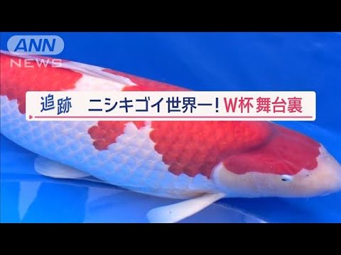 世界が熱視線“ニシキゴイW杯” 世界一狙う養鯉場に潜入 「仕上げ」職人の技とは?【Jの追跡】【スーパーJチャンネル】(2024年2月17日)