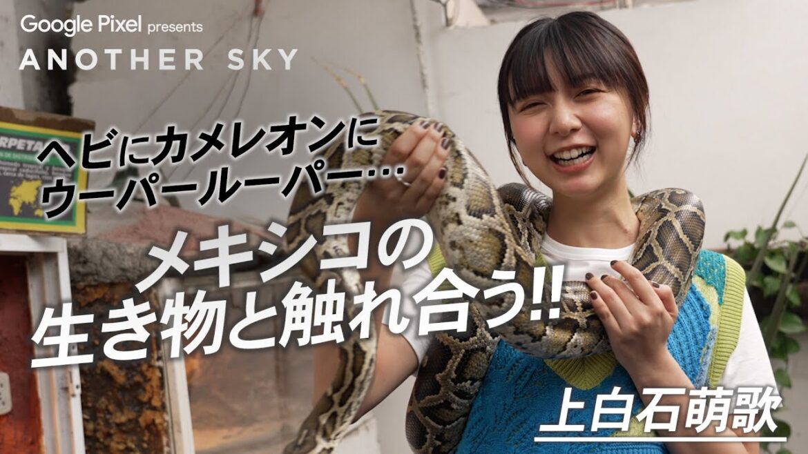 ヘビにカメレオンにウーパールーパー…上白石萌歌がメキシコの生き物と触れ合う!!