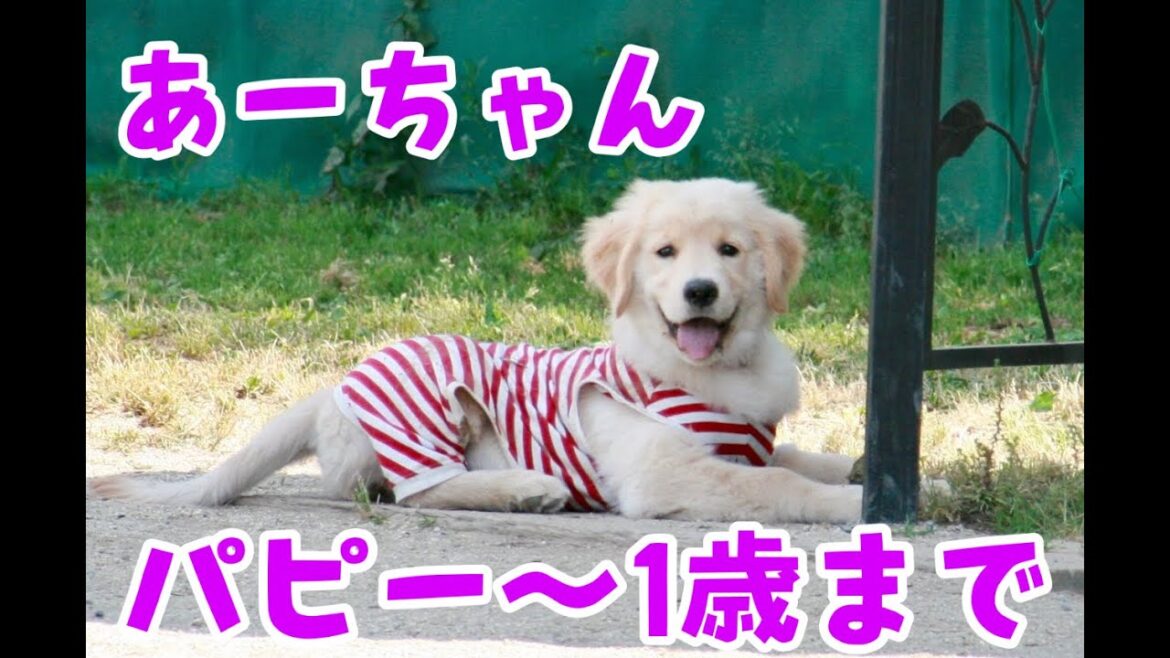 【ゴルパピ爆弾投下】あーちゃんのパピー〜1歳まで スケボー練習2回目 ゴールデンレトリバー