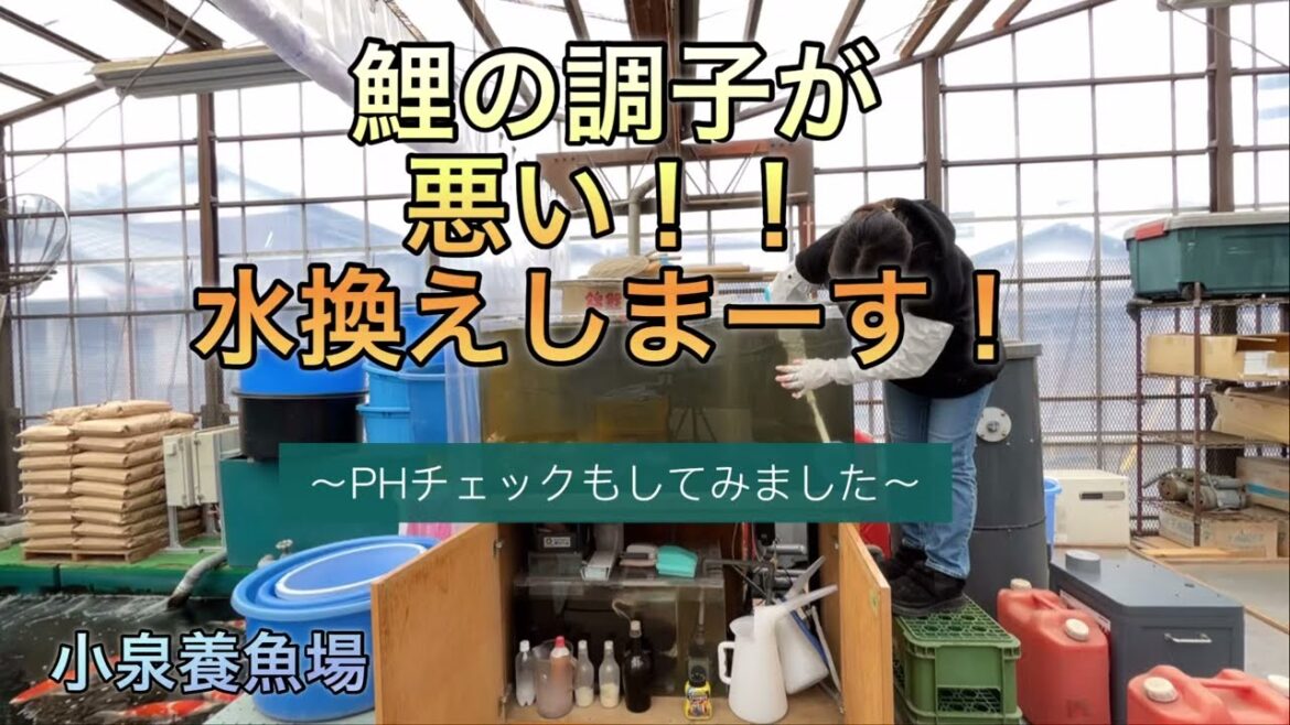 【今日の水槽】鯉の調子が悪い!!水換えしまーす。〜PHチェックもしてみました〜#錦鯉#水槽飼育#koi#PHチェック#ペーハー#水換え