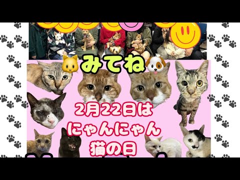 【保護っ子】2/22は猫の日らしいからご紹介#保護犬 #保護猫 #里親募集 #さかがみ家キッチンカー#桑原みずきさん#古山憲太郎さん#アリスペットクリニック#アリスハピネス