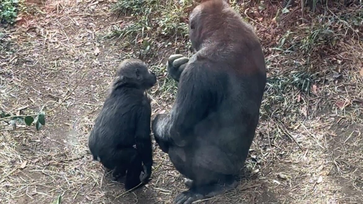 gorilla スモモの日常 Sumomo’s daily life.150