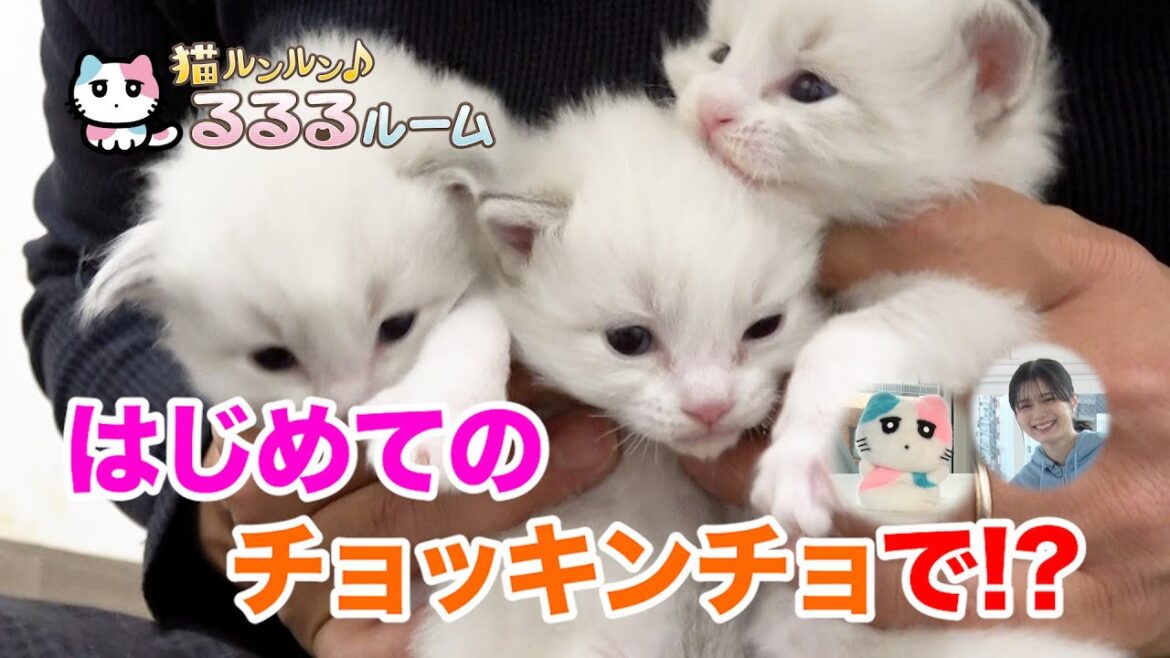 かわいい子猫大集合!ドキドキはじめて体験に大爆笑 猫ルンルン♪るるるルーム るるる 紺野彩夏【公式】