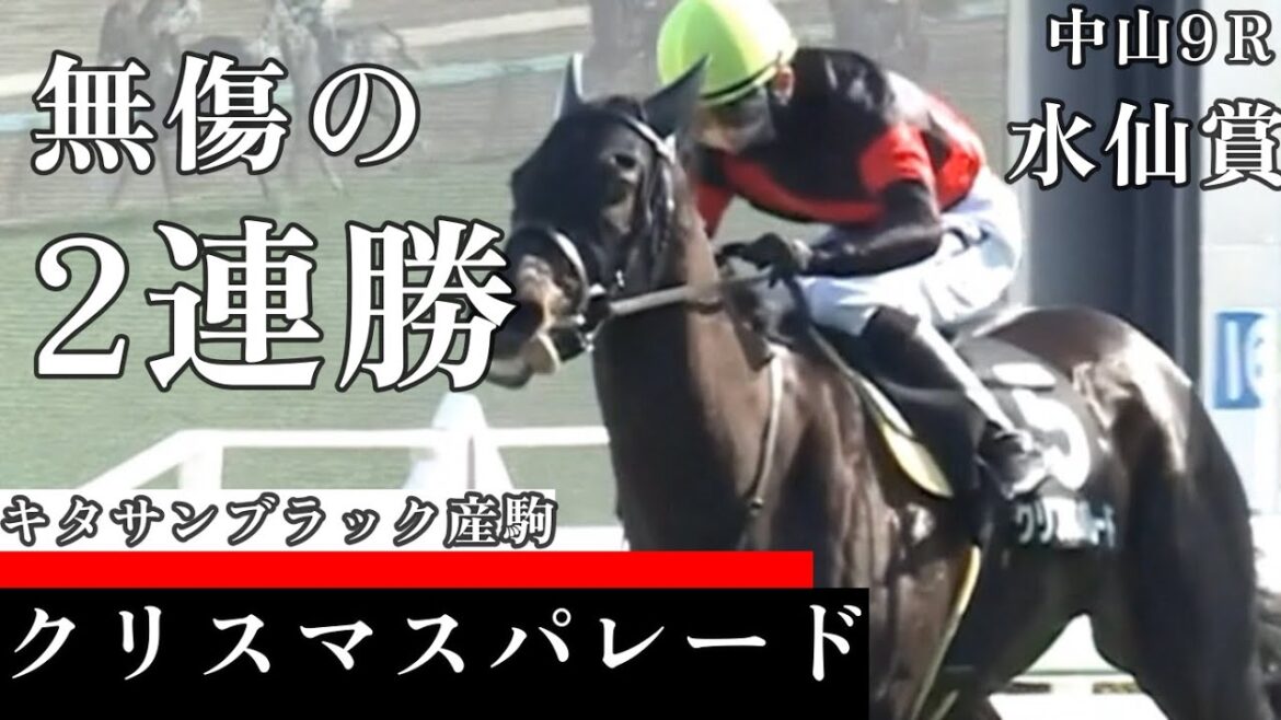 【今日競馬】デビューから2連勝!2番手から押し切る!石川裕紀人騎乗の《クリスマスパレード》中山9R 水仙賞 2024/02/24