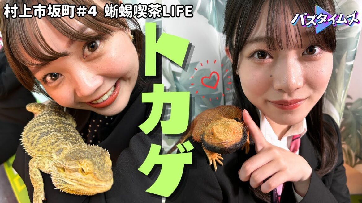 【出会い】トカゲと触れあえるカフェが新潟に! 実は柔らかい!? トカゲたちにメロメロ・・・ 蜥蜴喫茶LIFE<バズタイムズ/村上市坂町>