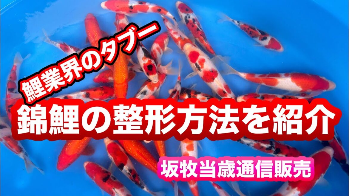 【遼河鯉庵】 閲覧注意!!錦鯉の整形のやり方について解説&坂牧産当歳の通信販売をします!(炎上必須)