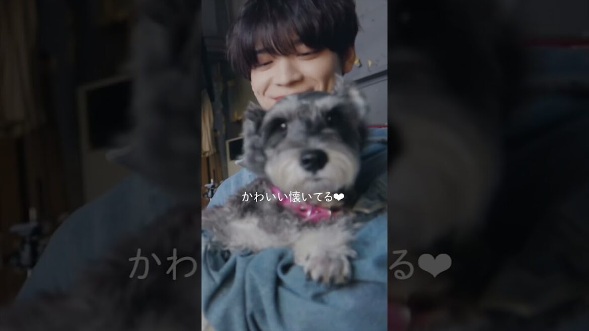 ワンちゃん🐶とSexy Zone🌹#人生遊戯#SexyZone #セクシーゾーン#佐藤勝利#中島健人#菊池風磨#松島聡