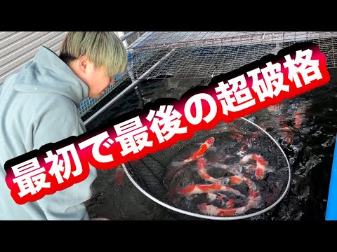 【遼河鯉庵】 閉店セール開催!!うちで鯉を買える最後のチャンスです。