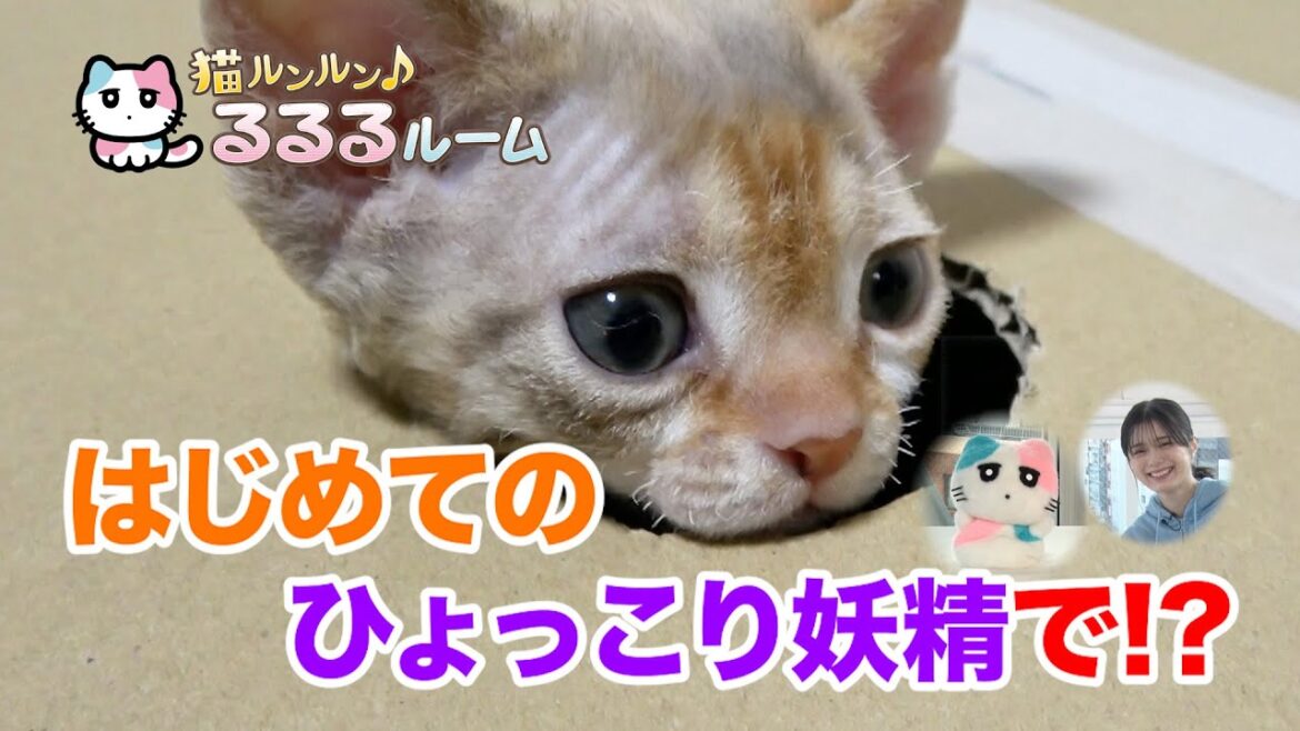 かわいい子猫大集合!ドキドキはじめて体験に大爆笑 猫ルンルン♪るるるルーム るるる 紺野彩夏【公式】